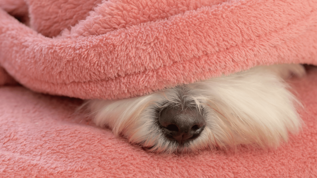 How To Get Dog Hair Out Of Blankets
