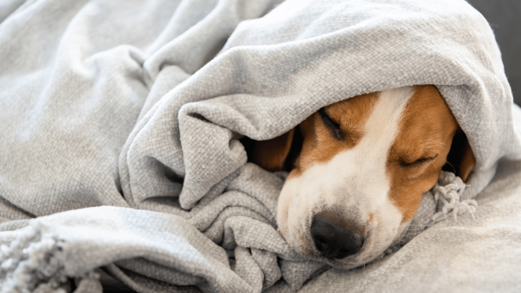 How To Get Dog Smell Out Of Blankets | Towel Depot
