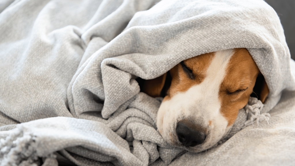 How To Get Dog Smell Out Of Blankets