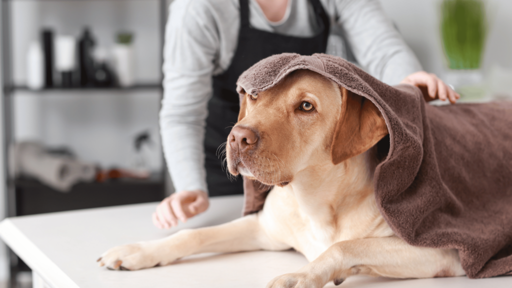 How To Relieve Dog Itching After Grooming